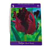 Hectarul - Set 5 bulbi, Black Parrot